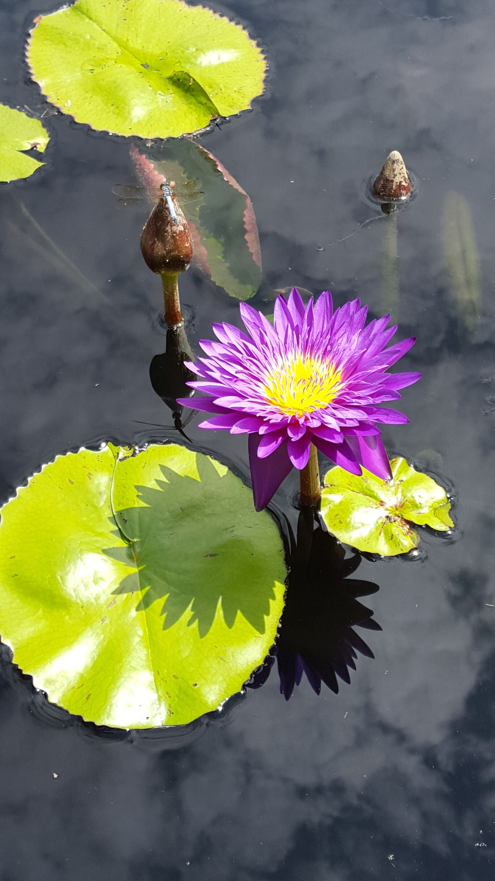Samsung Galaxy S6 sample photo. Lily pads, flower, pond photography