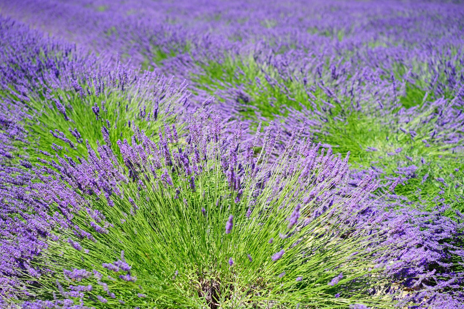 Sony a7 sample photo. Lavender, lavender field, lavender photography
