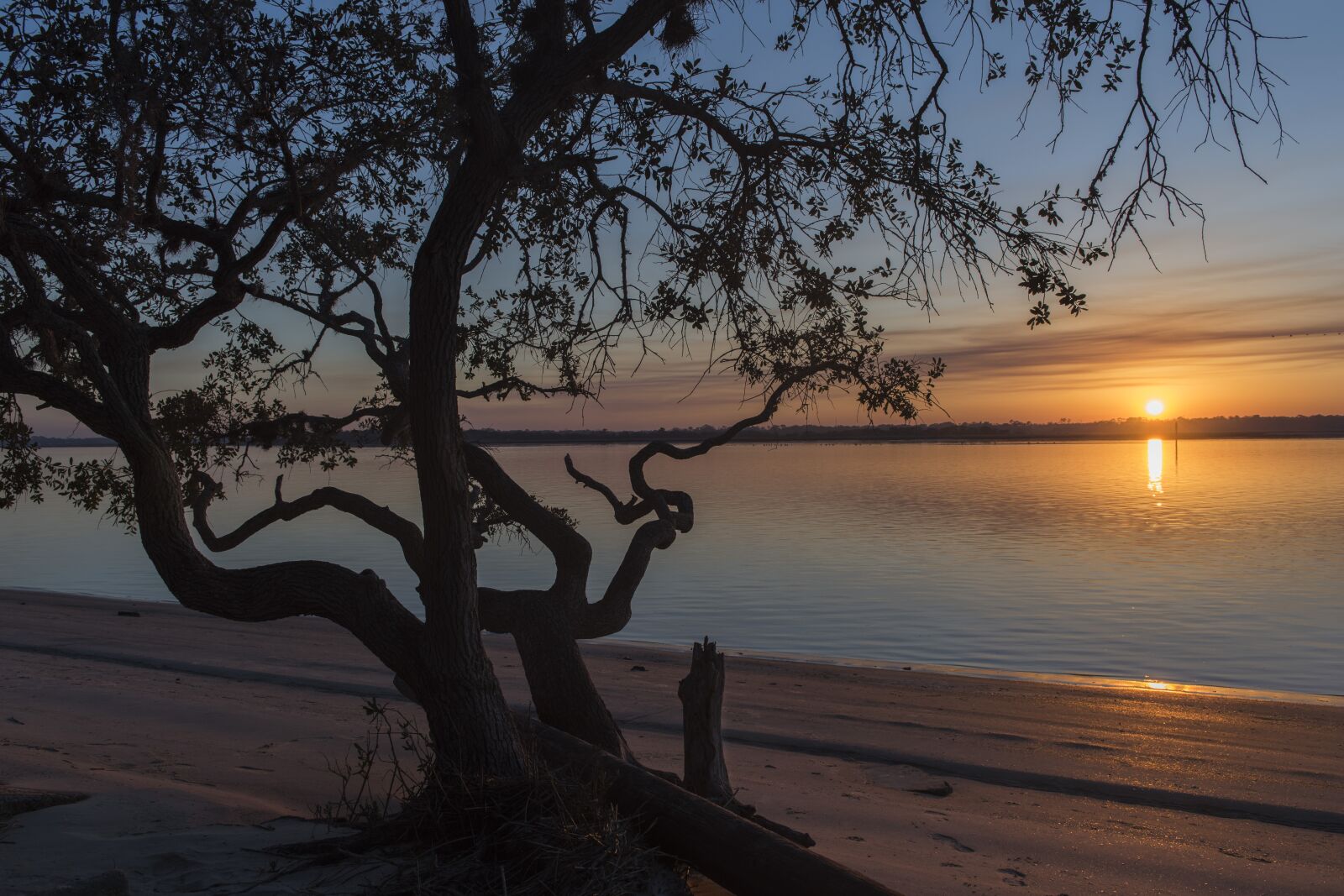 Nikon D810 sample photo. Tree, nature, water photography