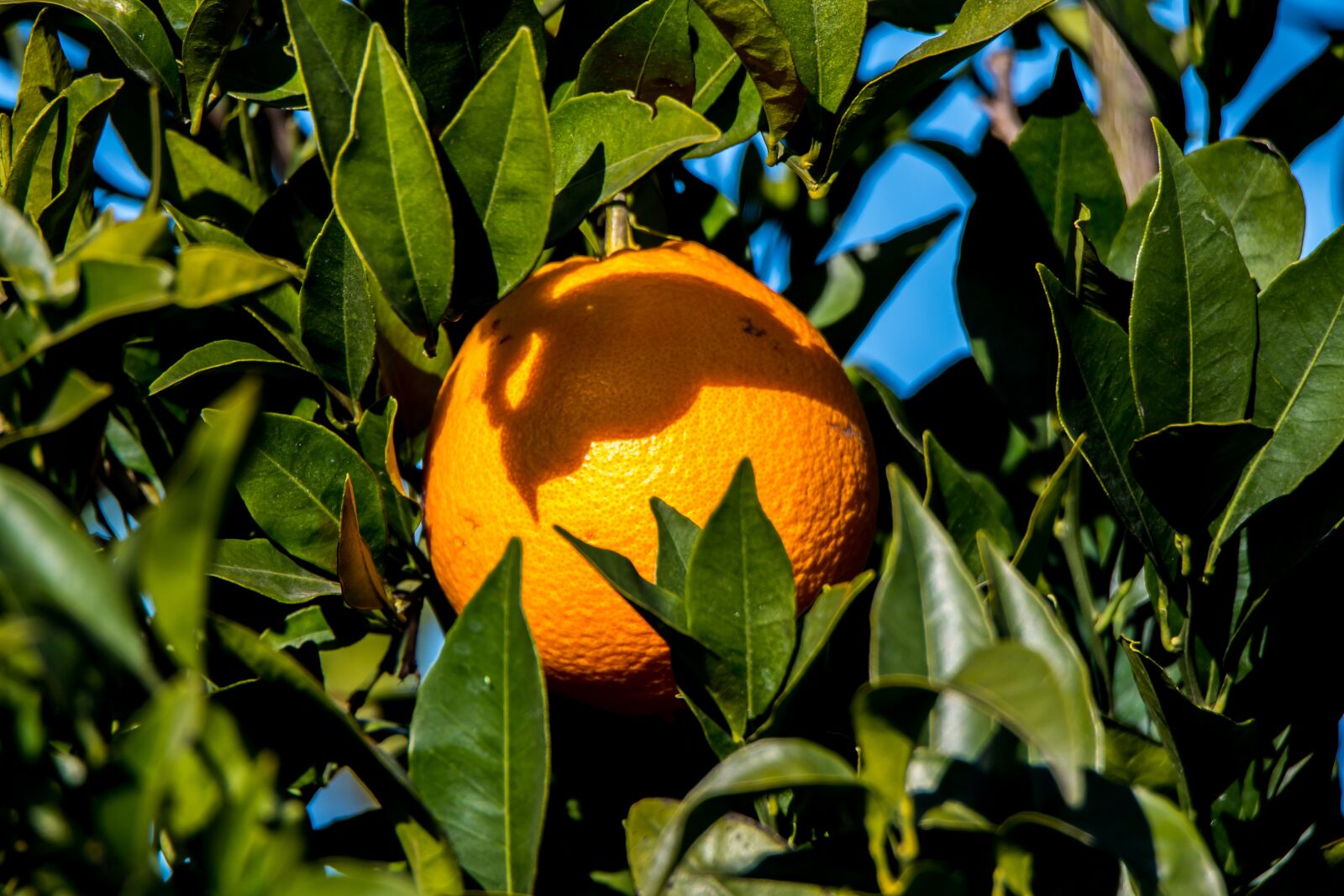 Tamron SP 150-600mm F5-6.3 Di VC USD sample photo. Orange, citrus, oranges photography
