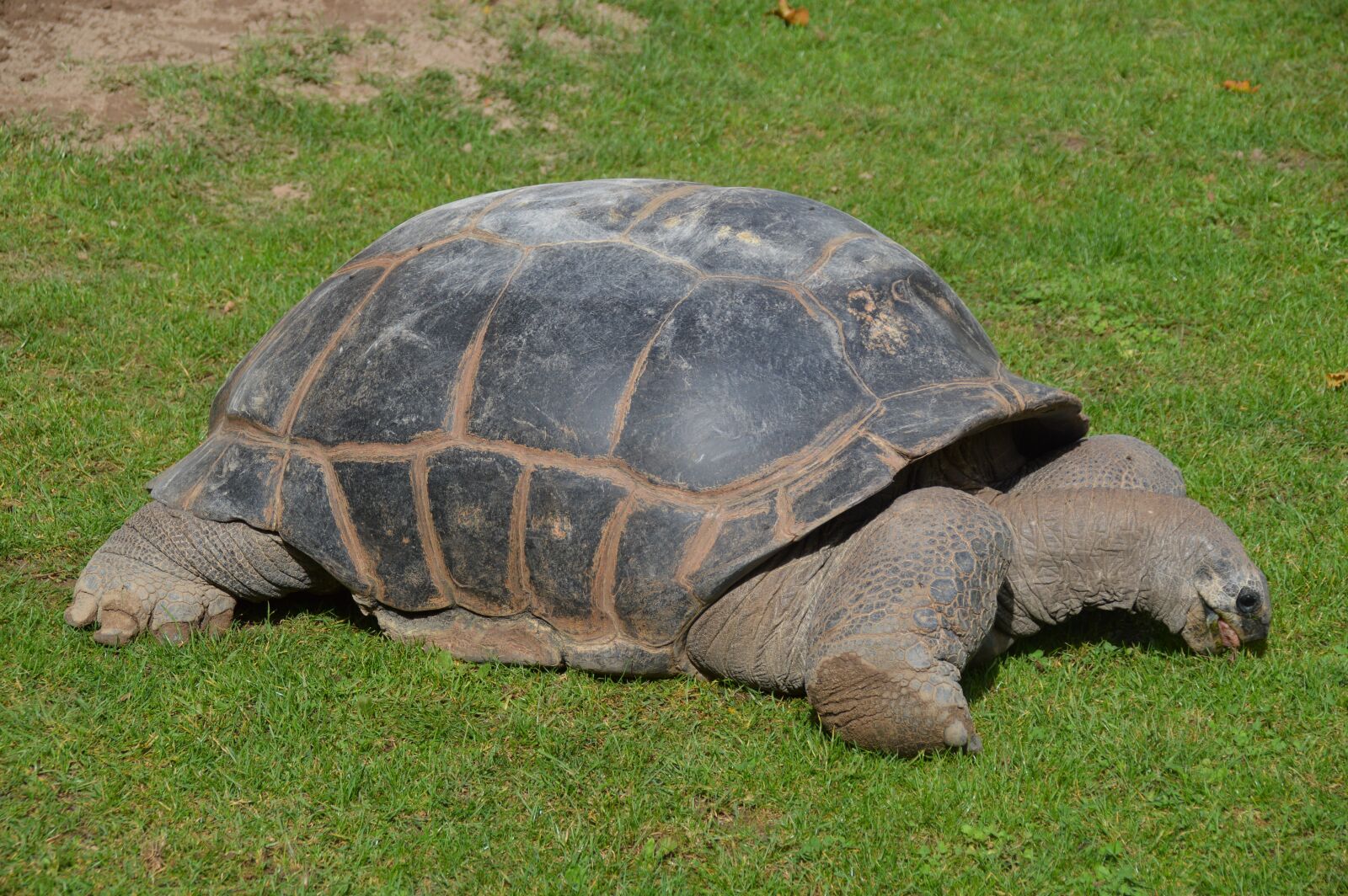 Nikon D3200 sample photo. Turtle, crawl, armored photography