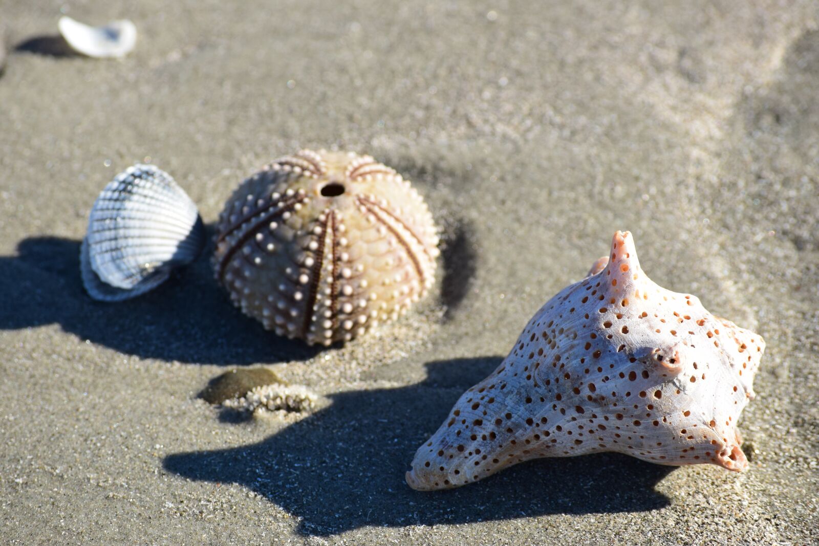 Nikon D3300 sample photo. Urchin, shell, beach photography
