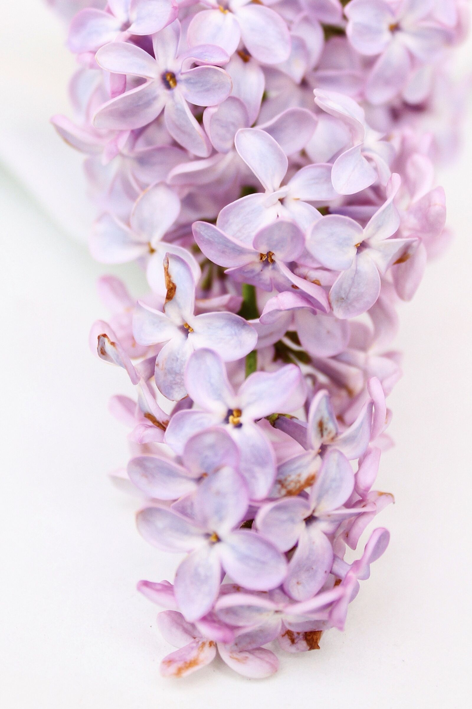 Canon EOS 1100D (EOS Rebel T3 / EOS Kiss X50) sample photo. Lilac, purple, violet photography