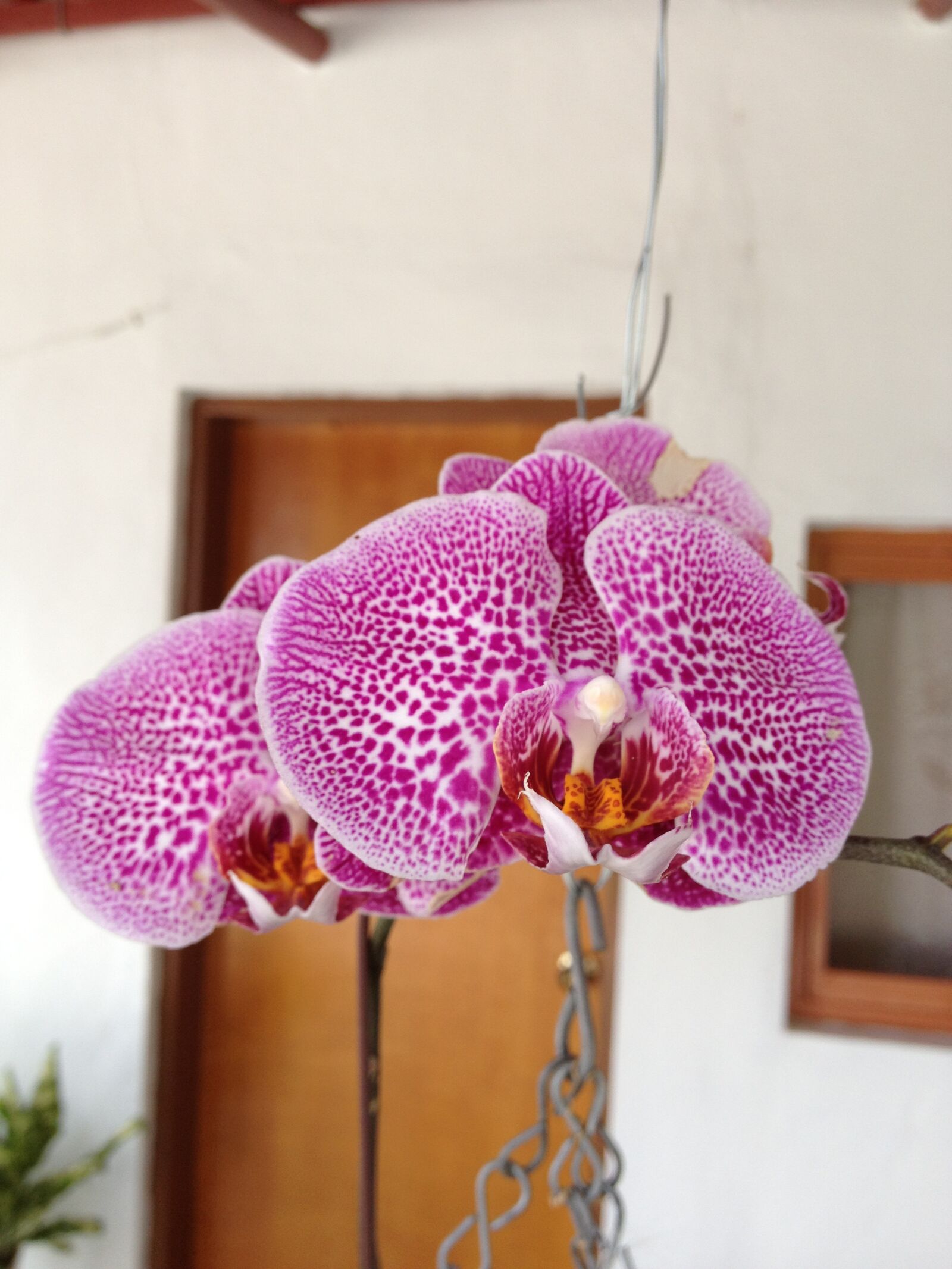 Apple iPhone 4S sample photo. Orchids, exotic, flower photography
