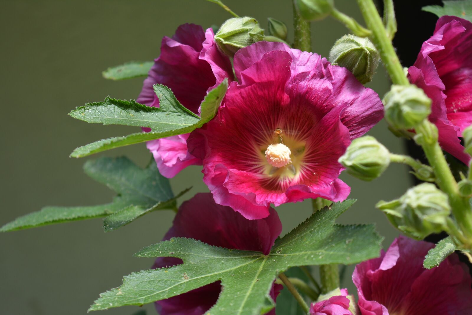 Nikon D5200 sample photo. Stock rose, blossom, bloom photography