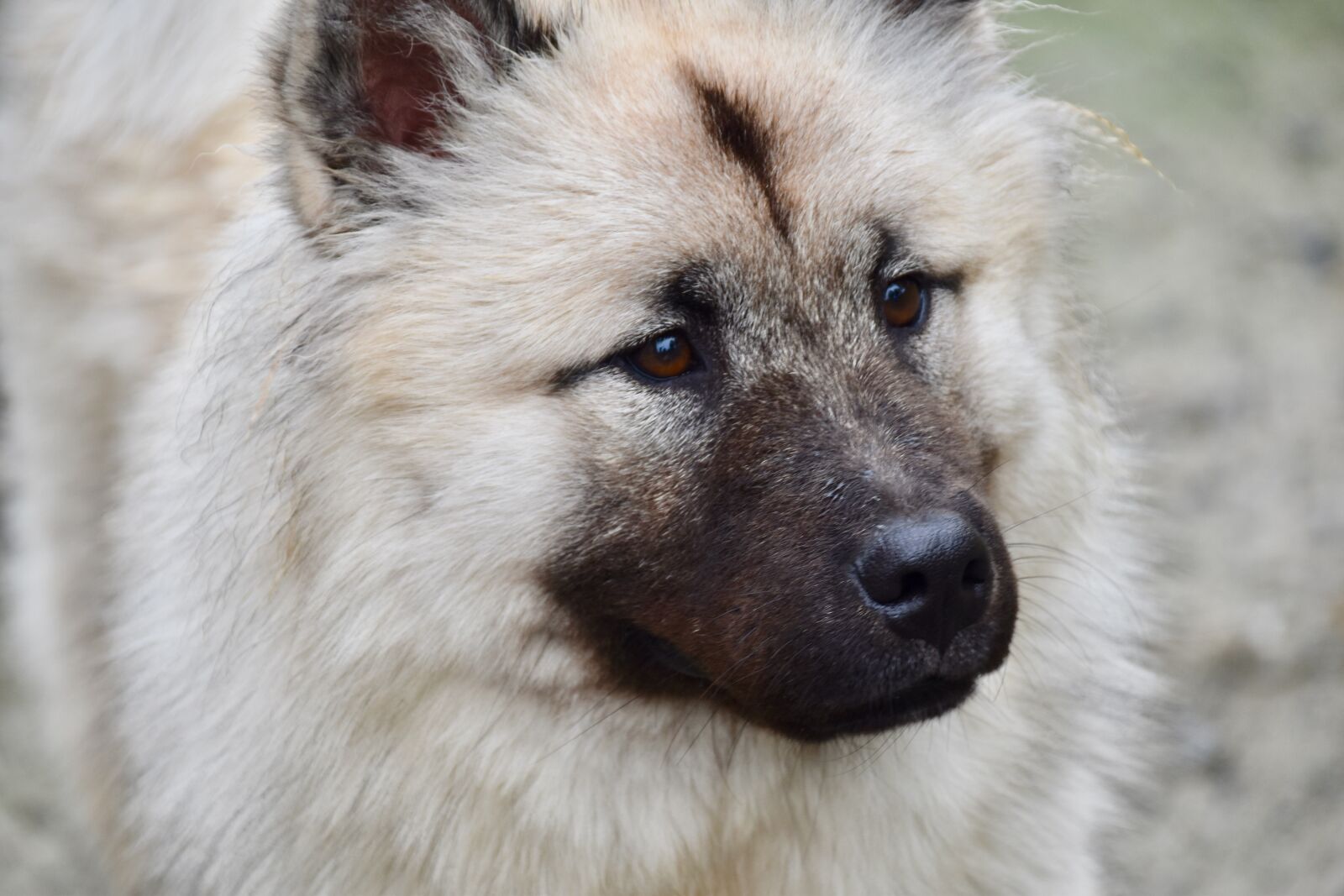 Nikon D5600 sample photo. Dog, dog eurasier, dog photography