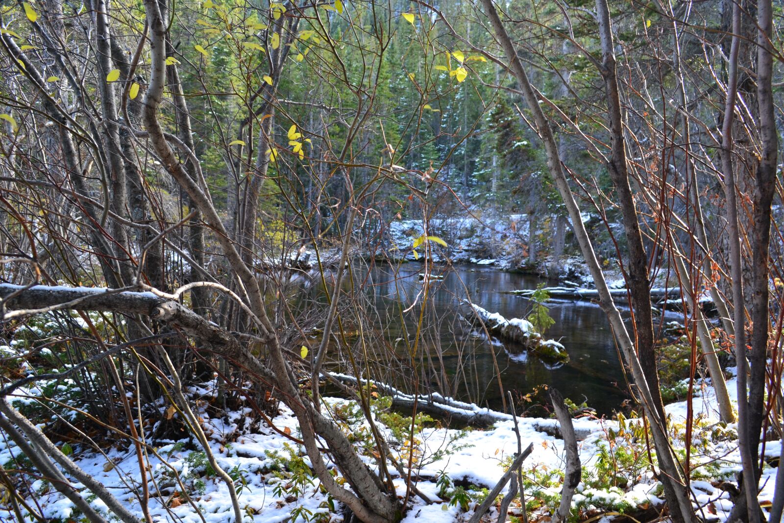 Nikon D3100 sample photo. Meadow, winter, snow photography