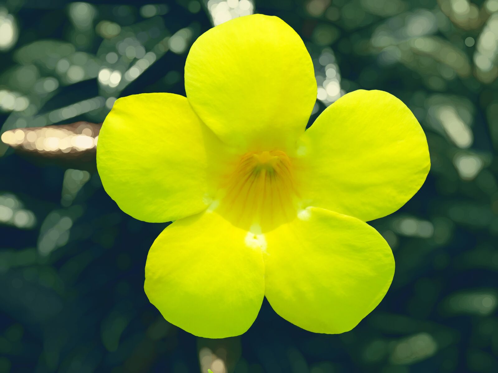Canon PowerShot SX60 HS sample photo. Yellow, yellow flower, flower photography