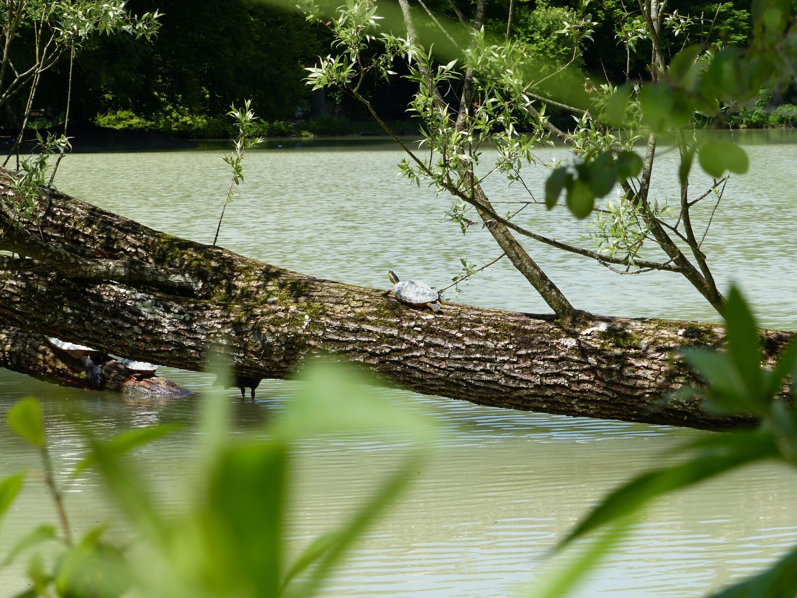 Panasonic Lumix DMC-FZ200 sample photo. Water turtle, turtle, behind photography