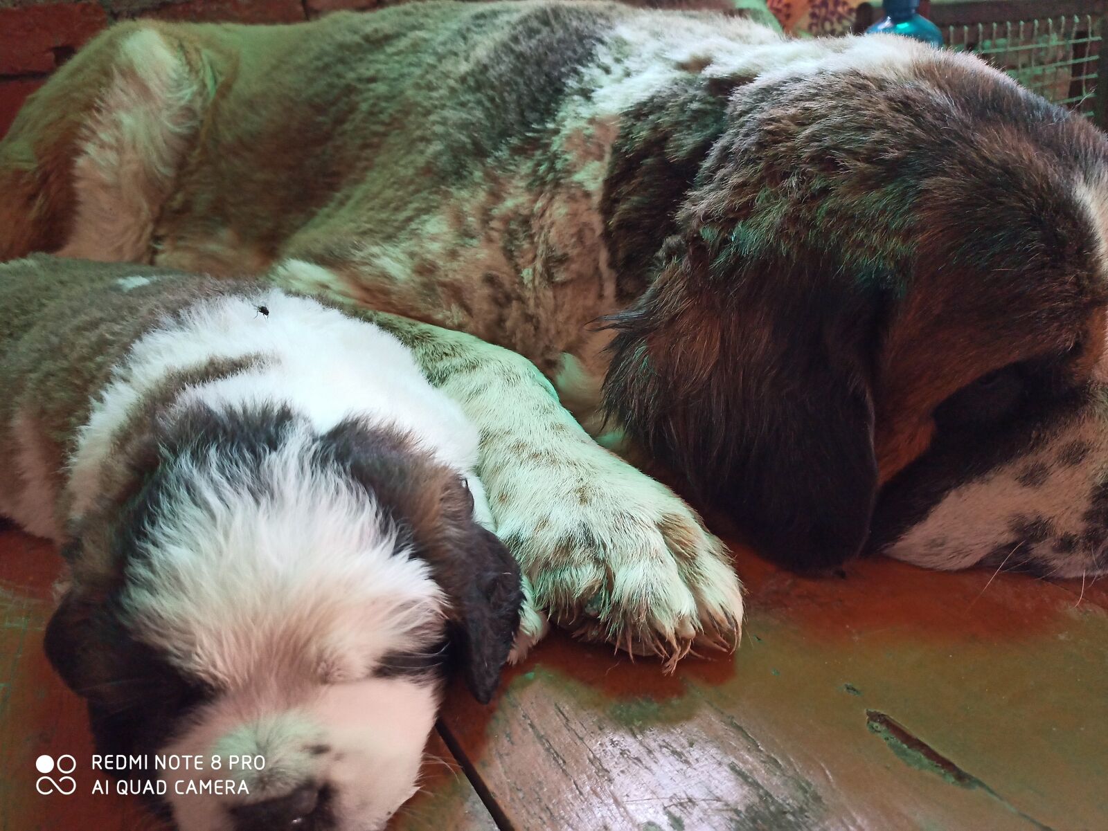 Xiaomi Redmi Note 8 Pro sample photo. Saint, barnard, puppy photography