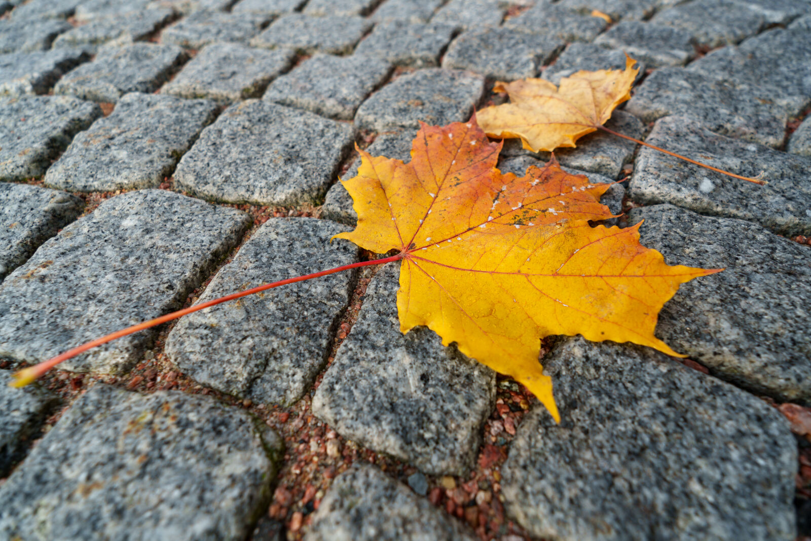 Sony a7R V sample photo. Leaf street photography