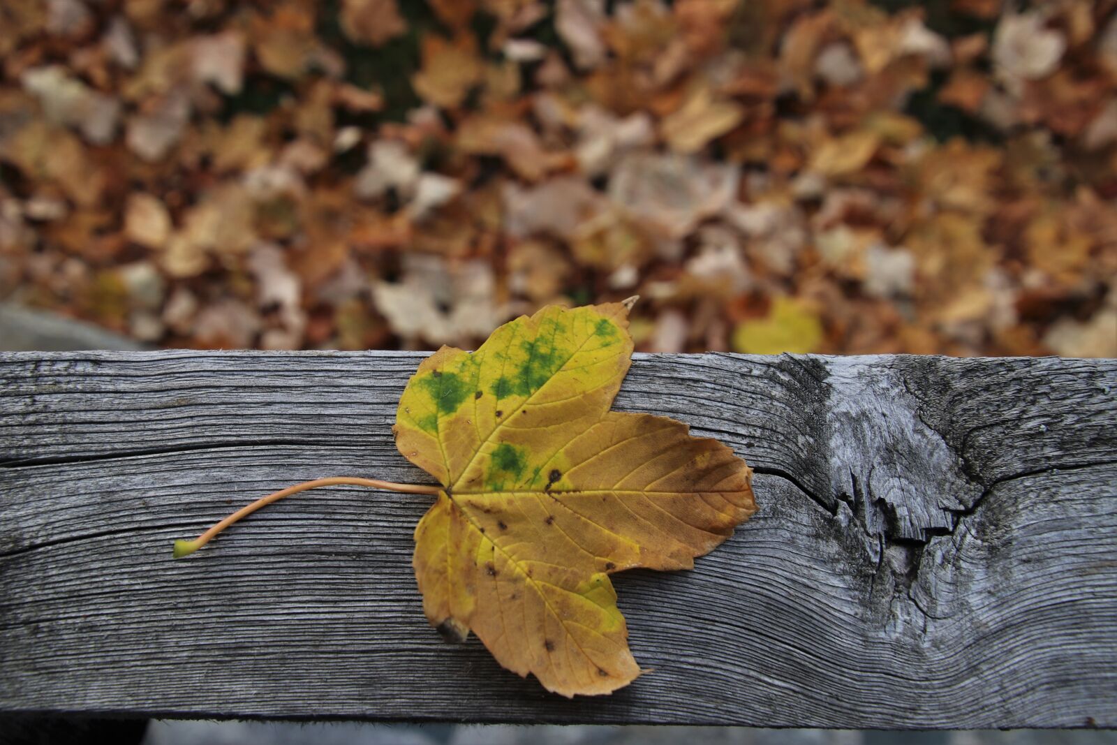 Canon EOS 80D sample photo. Leaf, autumn, collapse photography