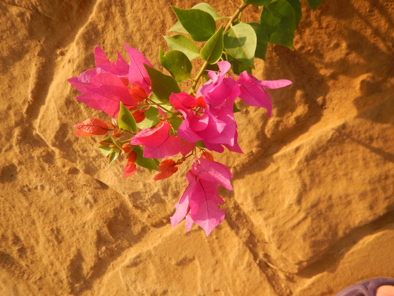 Nikon Coolpix AW130 sample photo. Flower, stones, summer photography