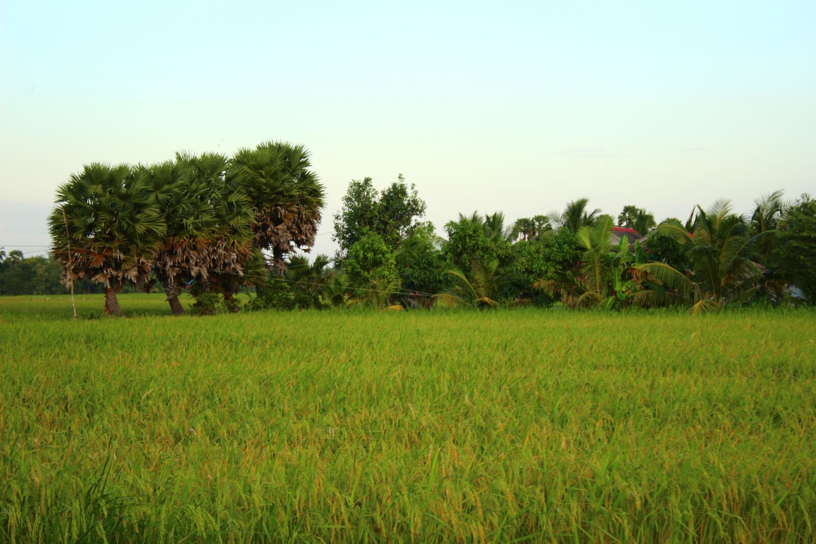 Canon EOS 600D (Rebel EOS T3i / EOS Kiss X5) sample photo. Palm tree, landscape, khmer photography