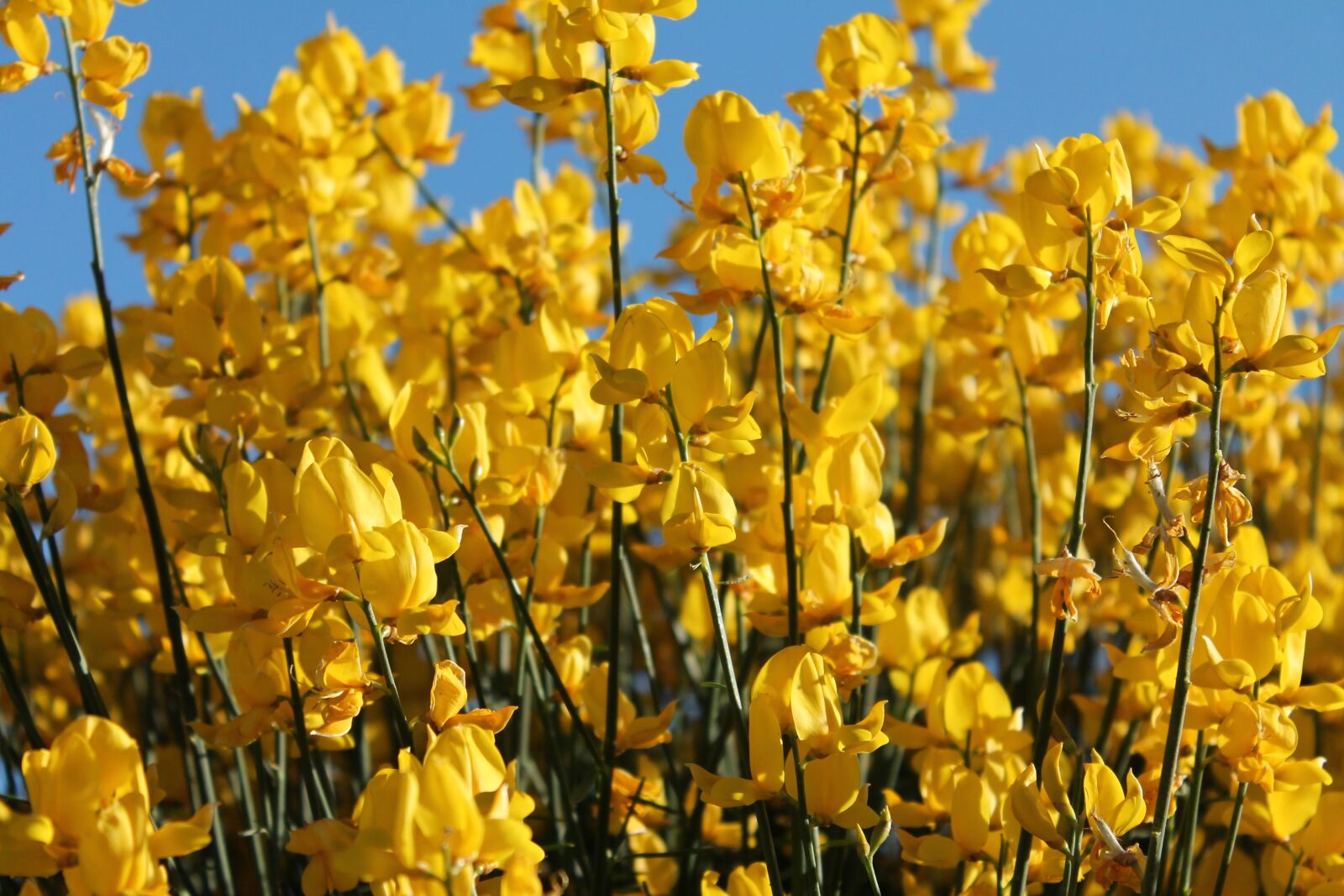 Canon EOS 1100D (EOS Rebel T3 / EOS Kiss X50) sample photo. Yellow flowers, spring, yellow photography