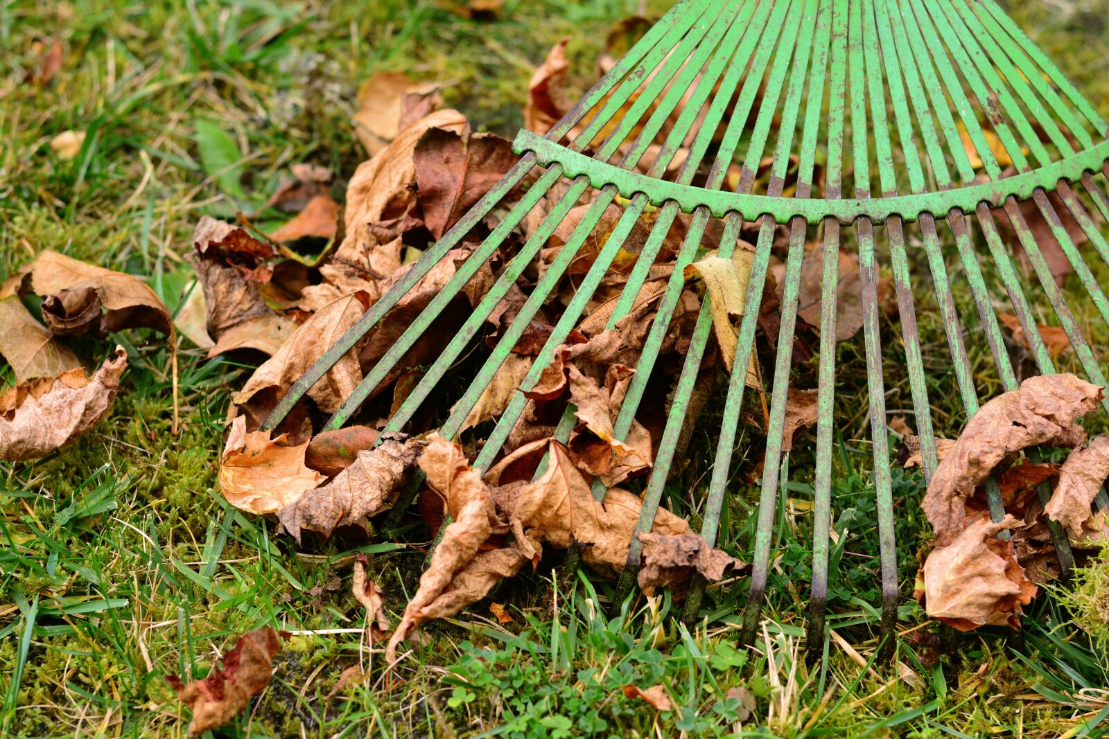 Nikon D5200 sample photo. Leaves, rake leaves, computing photography