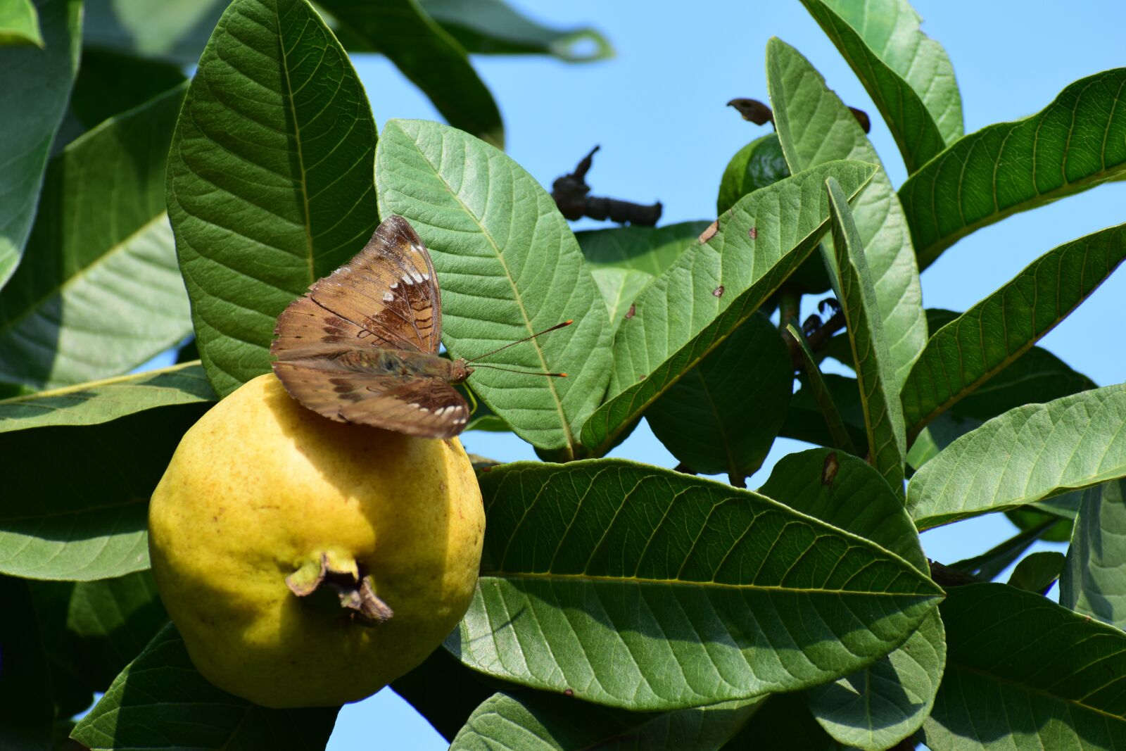 Nikon D3300 sample photo. Guava, fruits, insect photography
