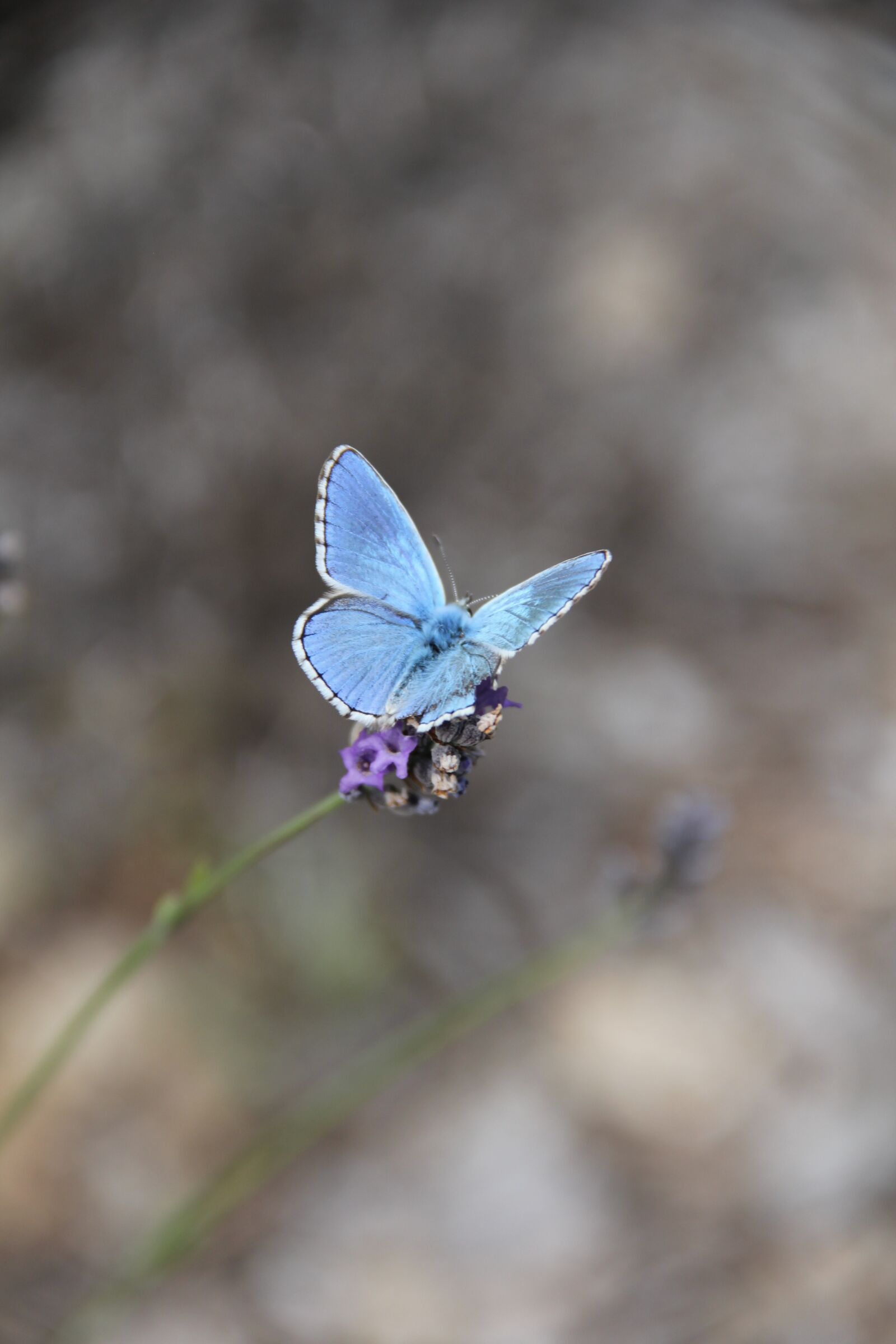 Canon EOS 550D (EOS Rebel T2i / EOS Kiss X4) sample photo. Butterfly, nature, insect photography