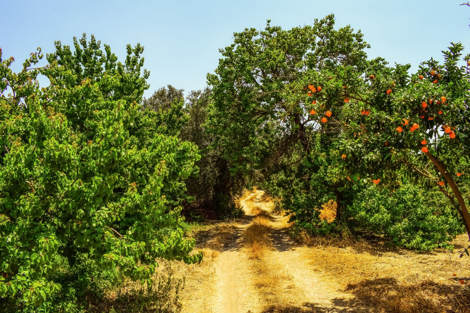 Nikon D3300 sample photo. Dirt road, trees, countryside photography