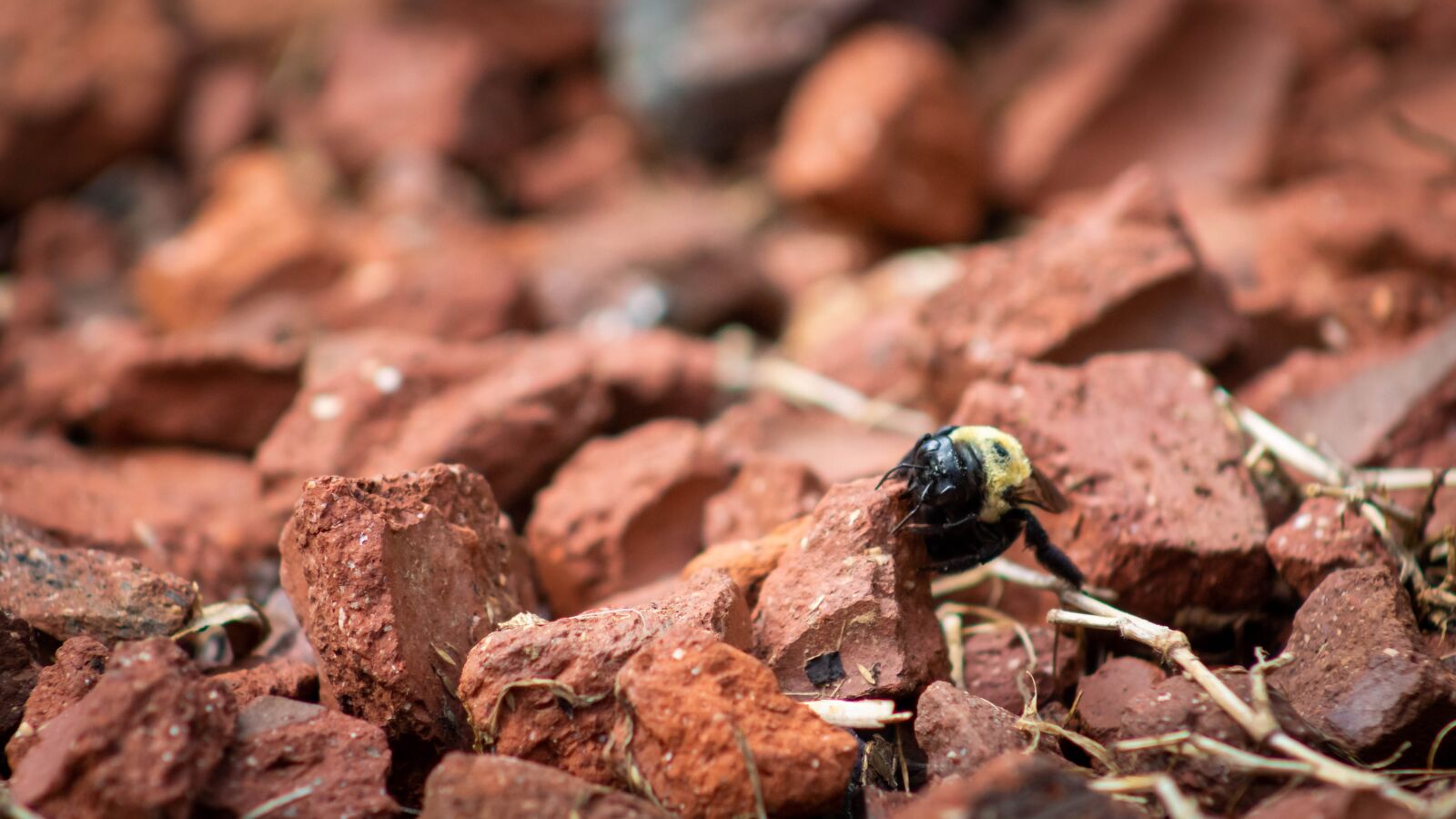 Canon EF75-300mm f/4-5.6 sample photo. Bees, contrast, bee photography