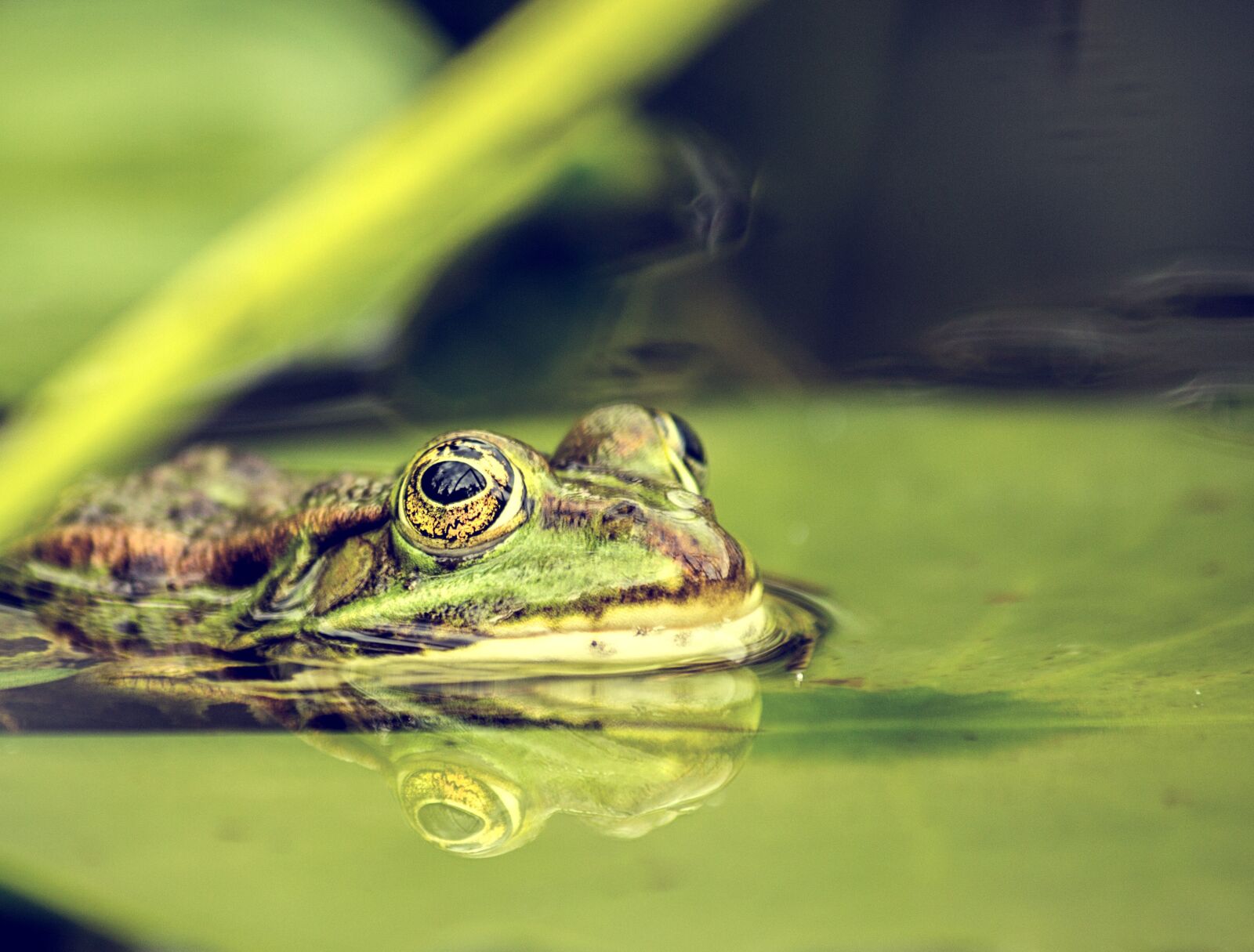 Canon EF-S 55-250mm F4-5.6 IS sample photo. Frog, pond, amphibians photography