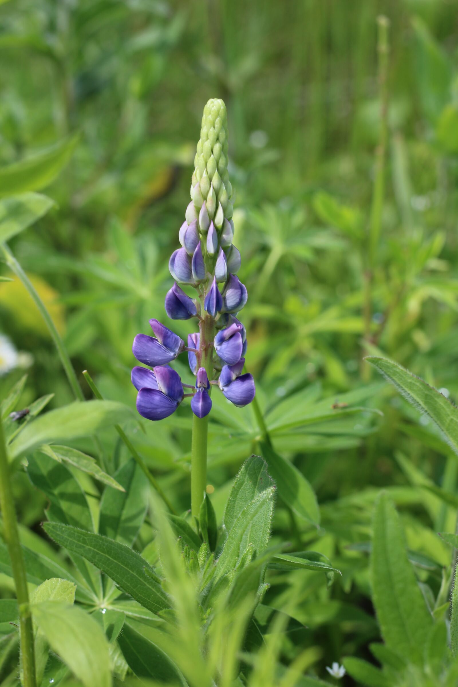 Canon EOS 1200D (EOS Rebel T5 / EOS Kiss X70 / EOS Hi) sample photo. Lupine, purple, flower photography