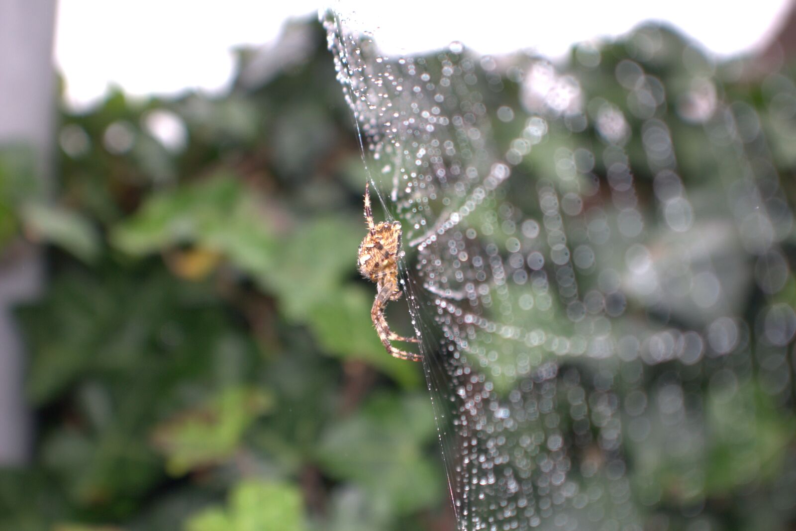 Canon EOS 100D (EOS Rebel SL1 / EOS Kiss X7) sample photo. Nature, spider, insect photography