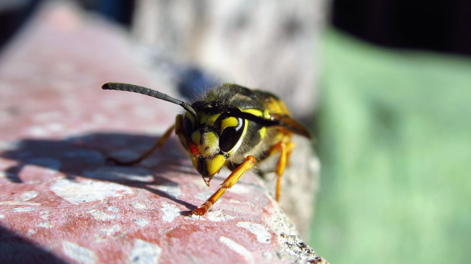 Canon PowerShot SX620 HS sample photo. Bee, yellow, insects photography