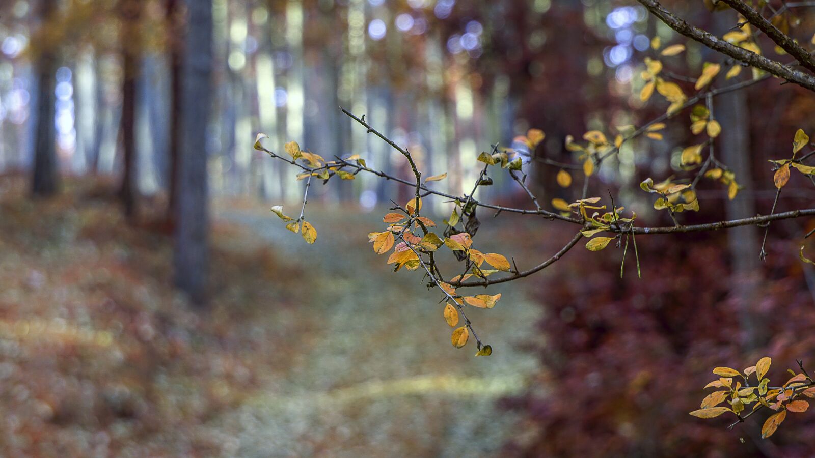 Sony E 55-210mm F4.5-6.3 OSS sample photo. Autumn, forest, leaves photography
