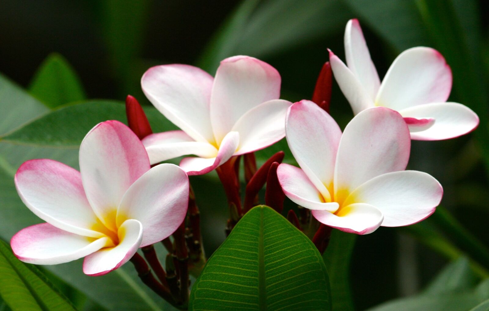 Canon EOS 400D (EOS Digital Rebel XTi / EOS Kiss Digital X) sample photo. Flowers, plumeria, floral photography
