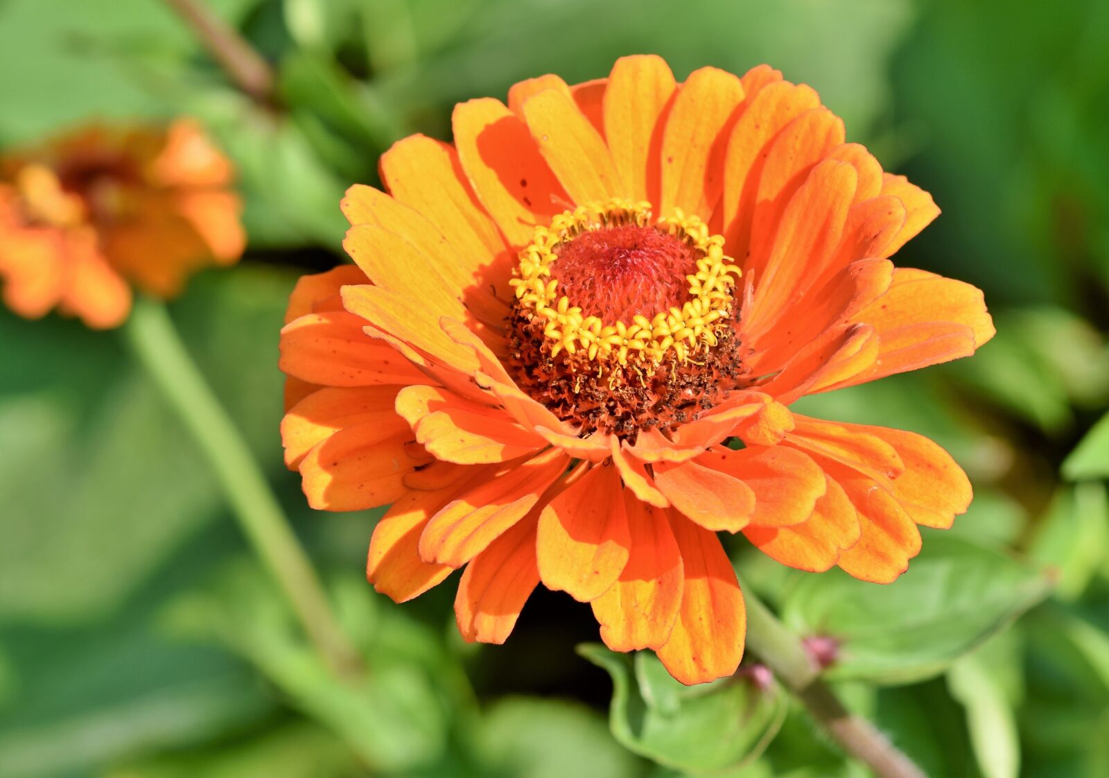 Nikon D7200 sample photo. Zinnia, composites, blossom photography