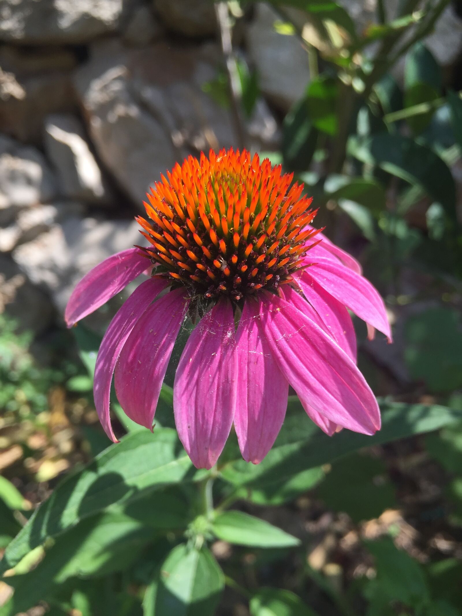 Apple iPhone 6 sample photo. Coneflower, flower, blossom photography