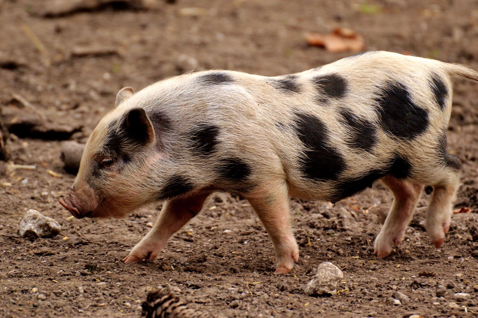 Nikon D3200 sample photo. Piglet, small pigs, mini photography