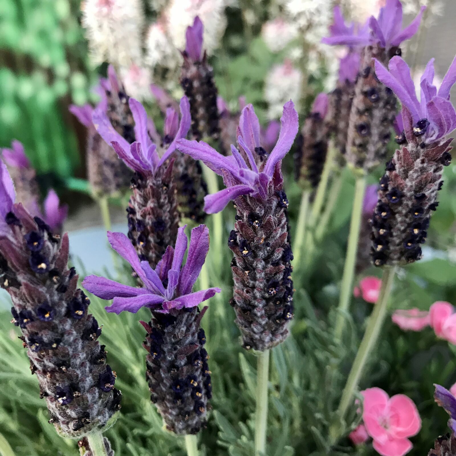 iPhone 7 back camera 3.99mm f/1.8 sample photo. Lavender, lamiaceae, purple photography