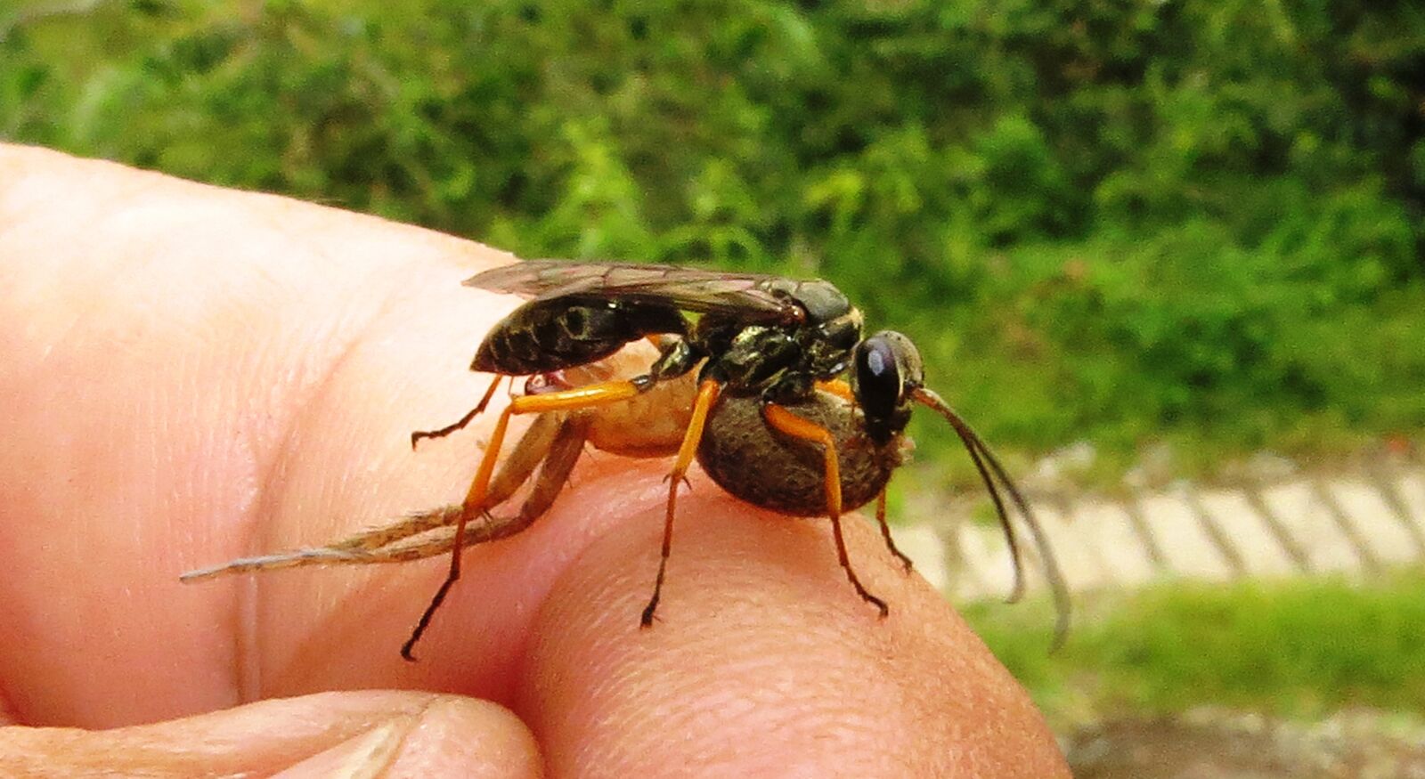 Canon PowerShot SX50 HS sample photo. Nature, insect, animalia photography