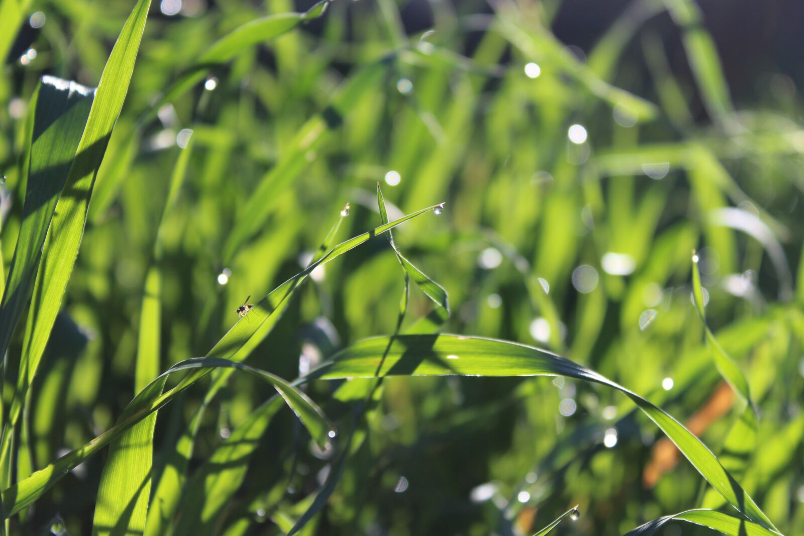 Canon EOS 700D (EOS Rebel T5i / EOS Kiss X7i) sample photo. Green, grass, insect photography
