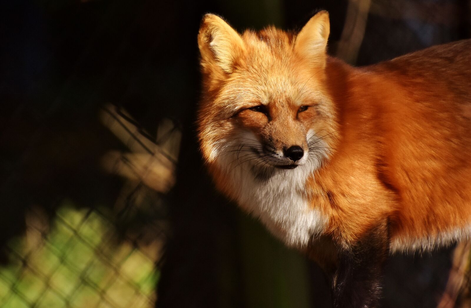 Nikon D7200 sample photo. Fuchs, animal world, wild photography