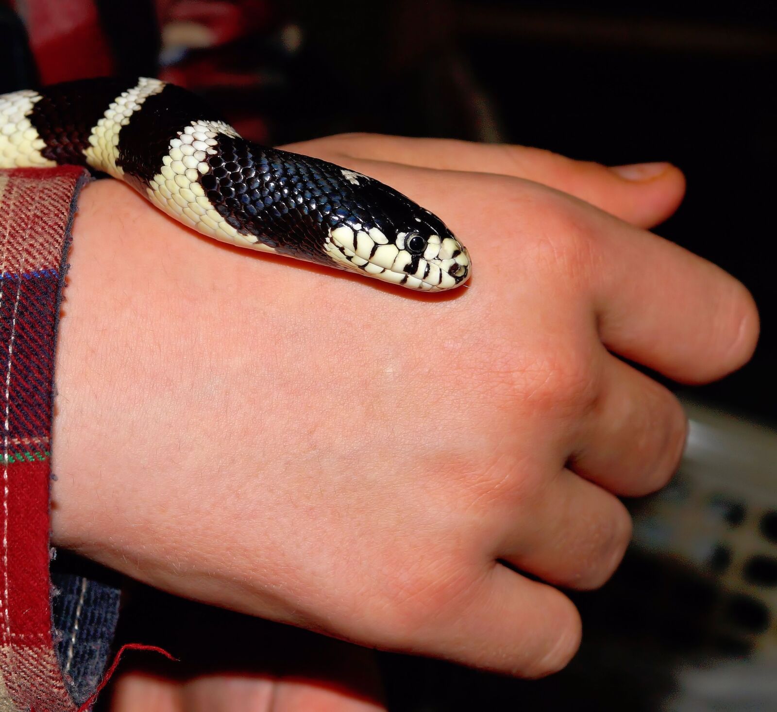 Sony SLT-A58 + Sony DT 30mm F2.8 Macro SAM sample photo. Snake, california getula, chain photography