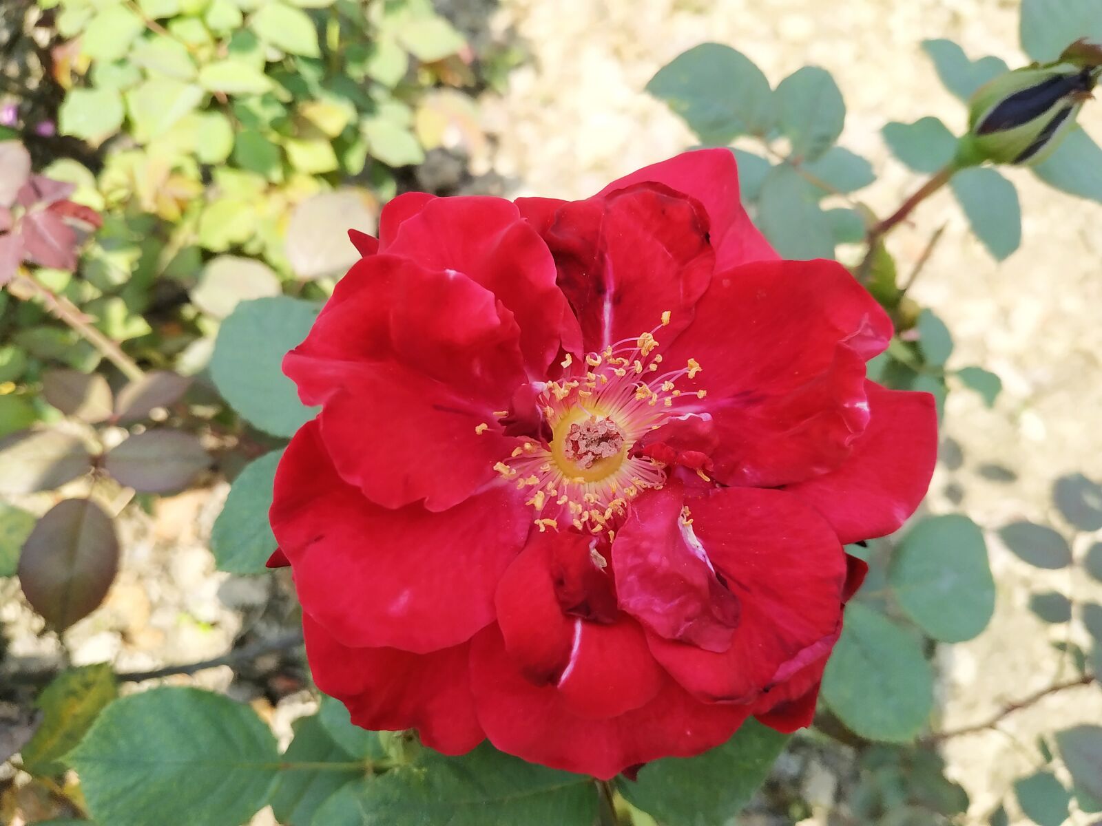 Xiaomi Redmi Note 6 Pro sample photo. Rose, plant, background photography