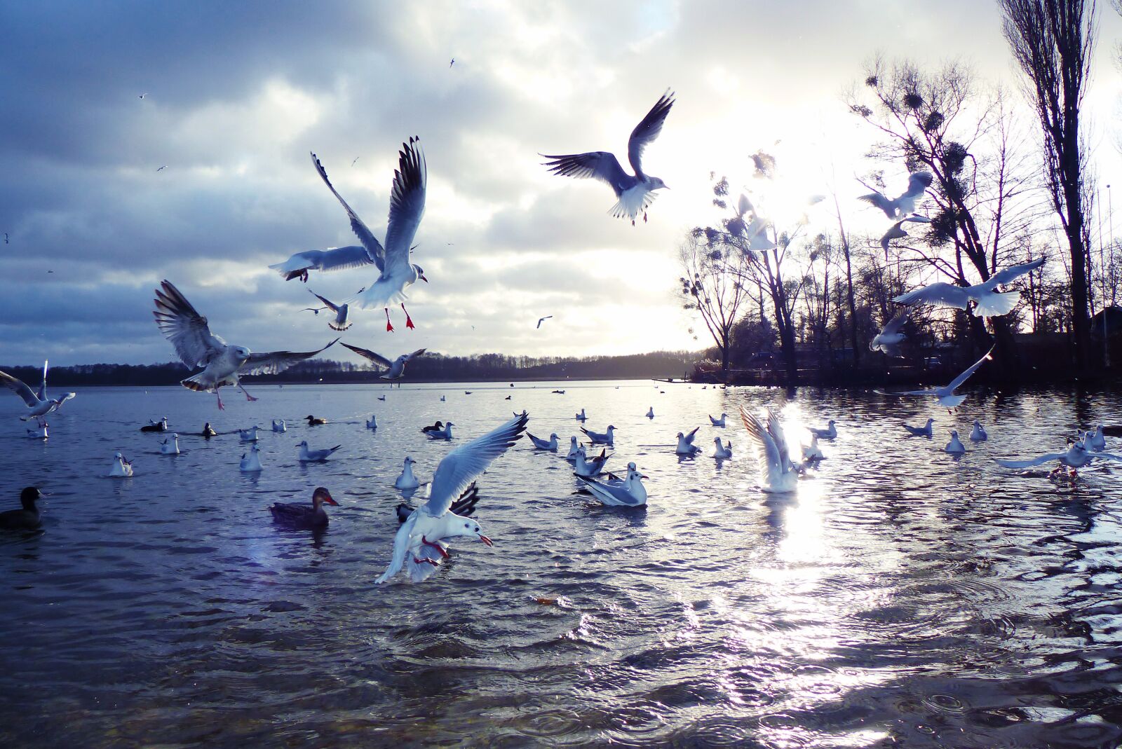 Panasonic Lumix DMC-FZ200 sample photo. Gulls śmieszki, sunset, lake photography