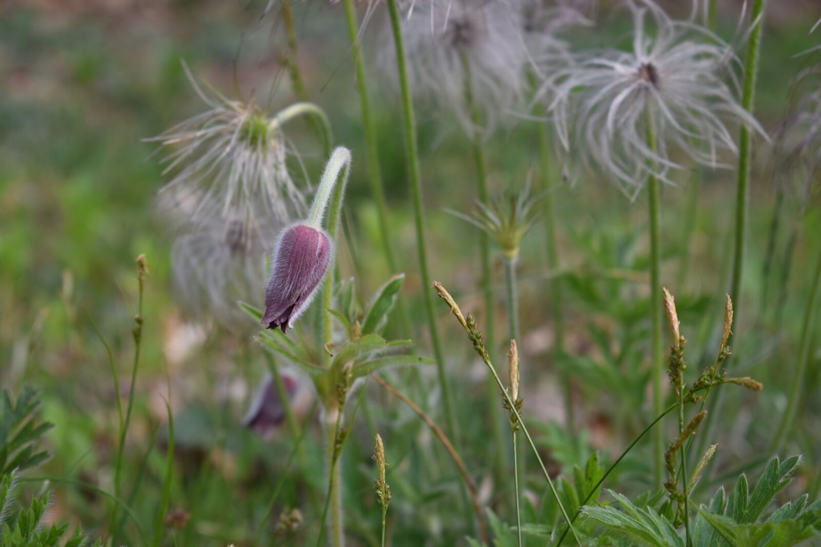 Nikon D750 sample photo. Do mi flower, flowers photography