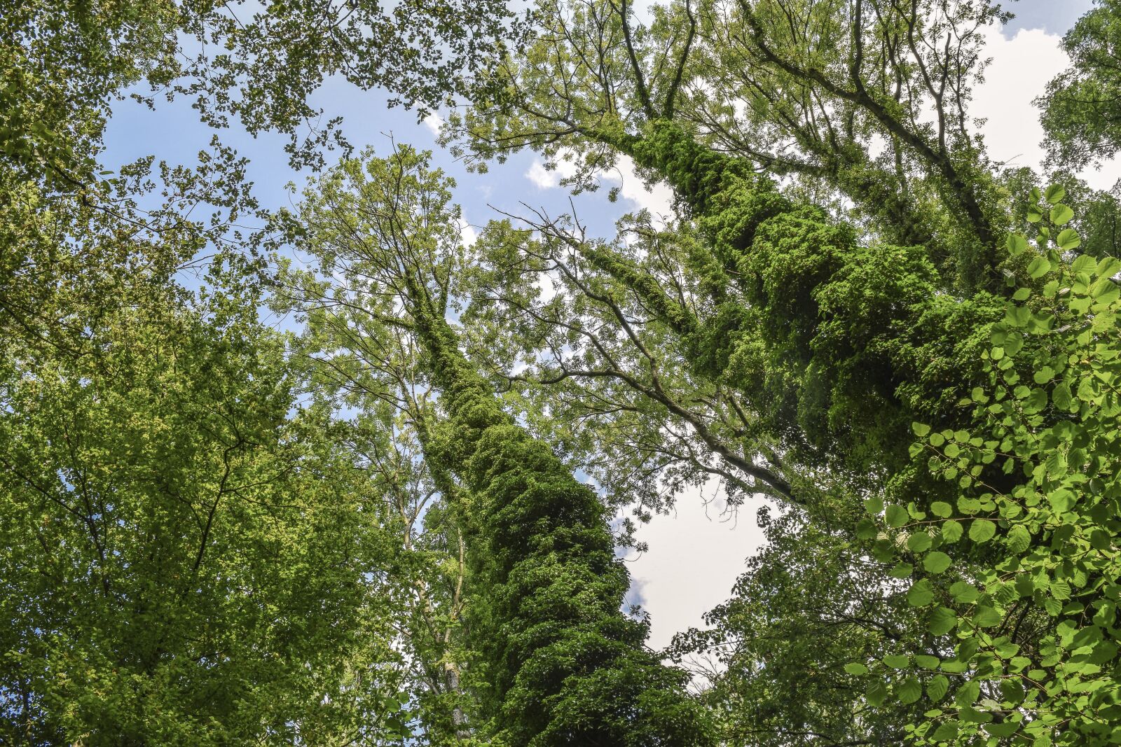 Nikon D3300 sample photo. Trees, forest, ivy photography