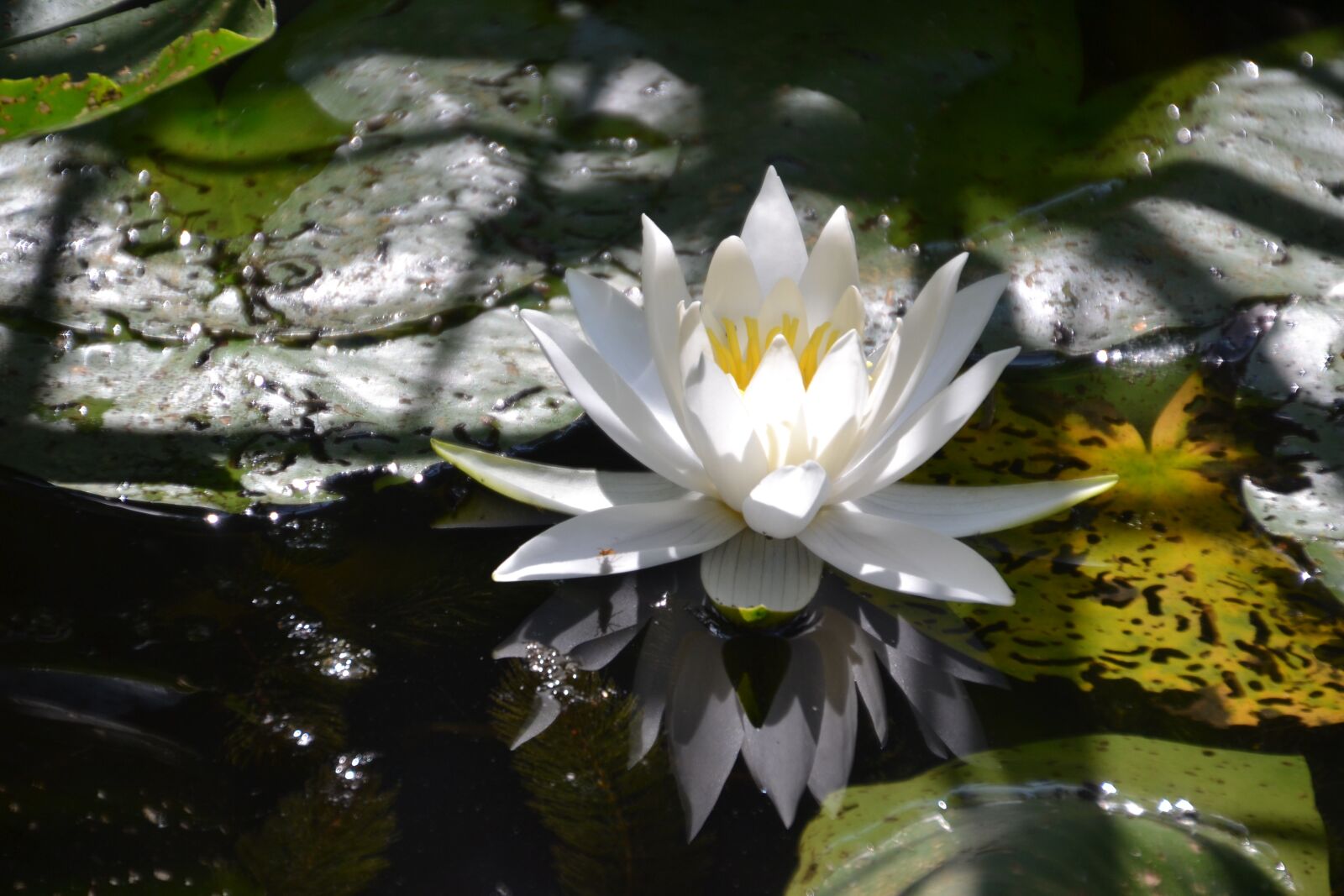 Nikon D3100 sample photo. Water lily, white, water photography