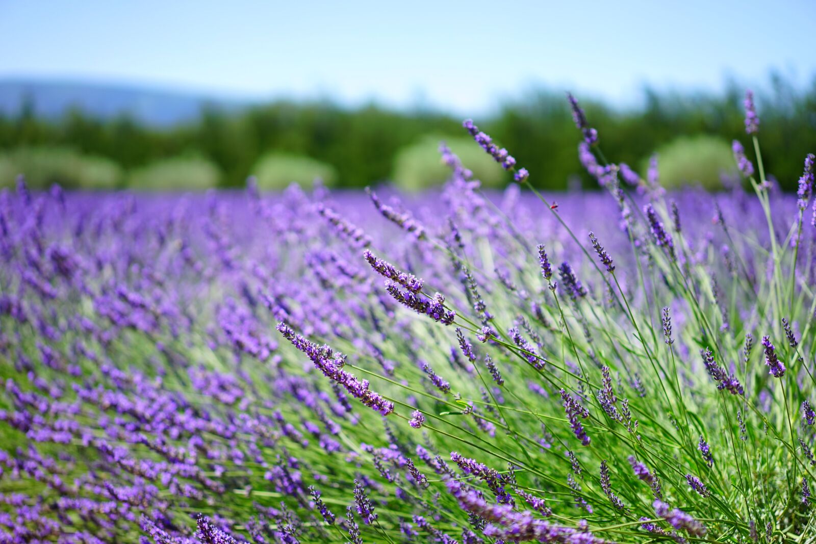 Sony a7 + Sony Sonnar T* FE 55mm F1.8 ZA sample photo. Lavender, lavender field, lavender photography