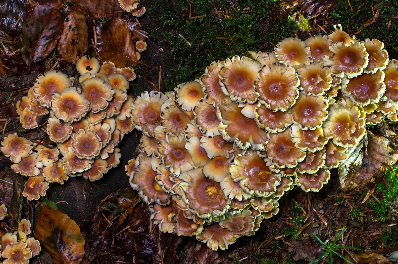 Tamron SP AF 60mm F2 Di II LD IF Macro sample photo. Mushroom, floor sponge, stockschwaemme photography