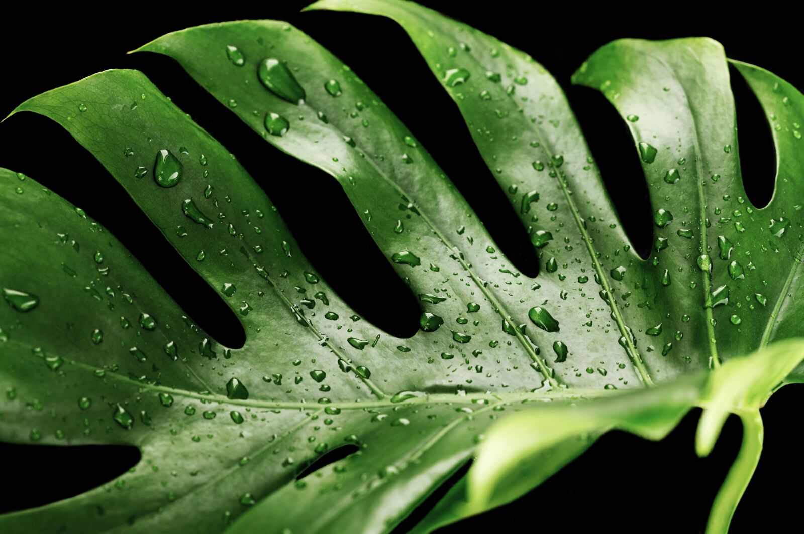 Canon EOS 5D Mark II sample photo. Green, wet, monstera photography