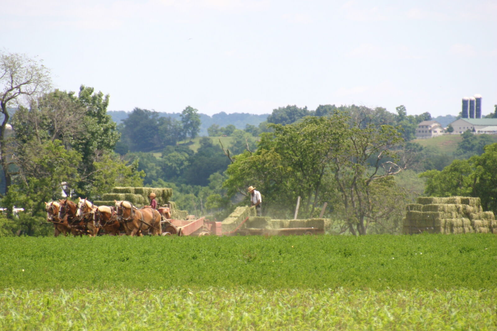 Canon EOS 300D (EOS Digital Rebel / EOS Kiss Digital) sample photo. Amish, farm, hay, harvest photography