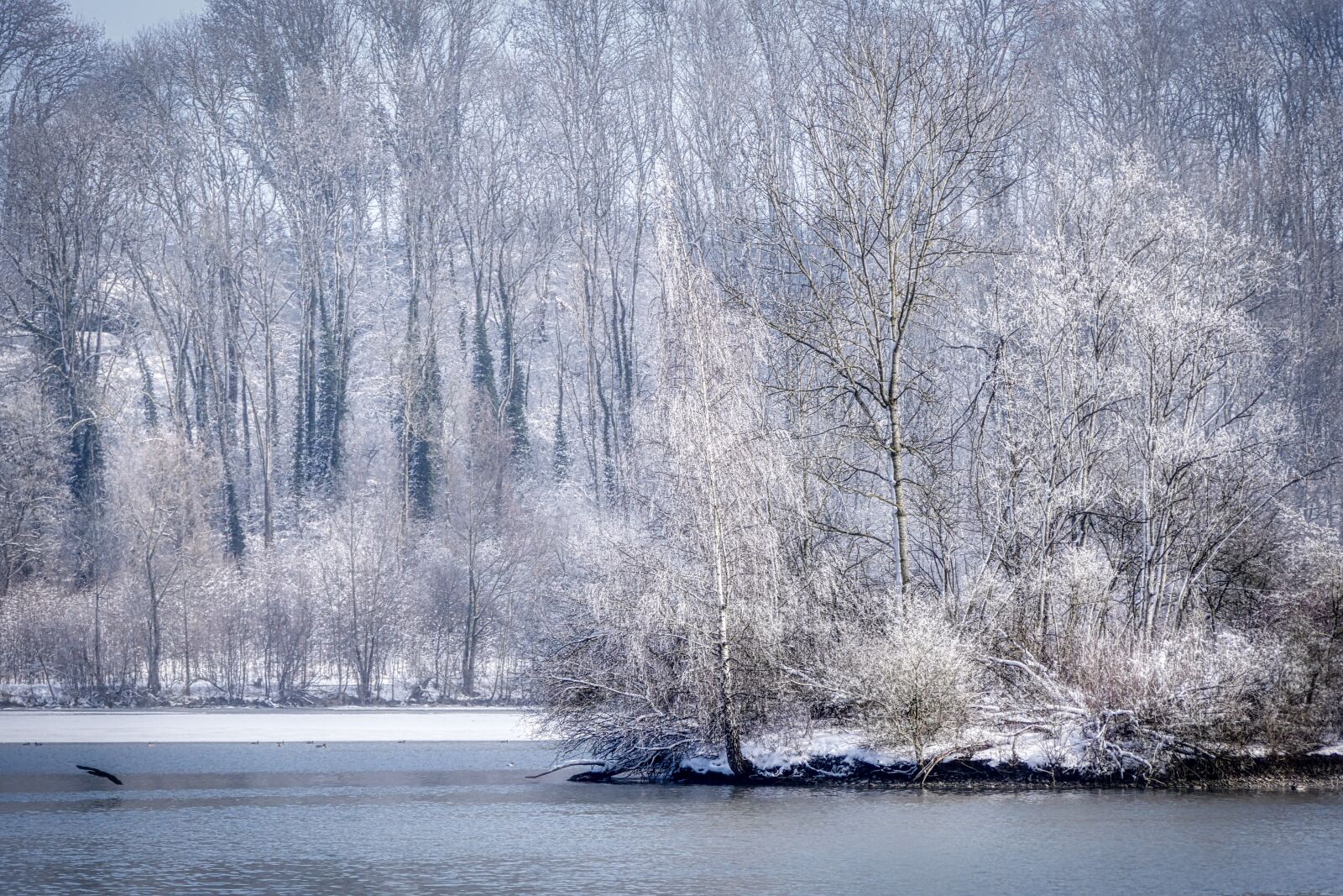 Panasonic Lumix DMC-GX8 sample photo. Tree, winter, snow photography