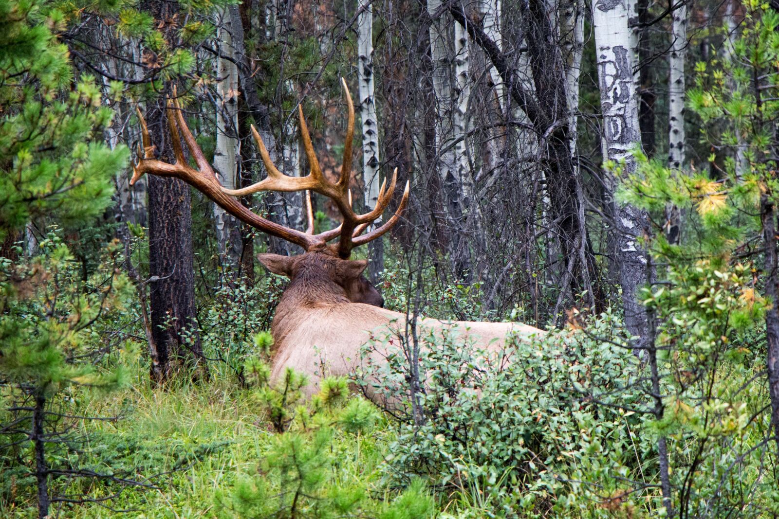 Canon EOS 700D (EOS Rebel T5i / EOS Kiss X7i) sample photo. Elk, royal, deer photography