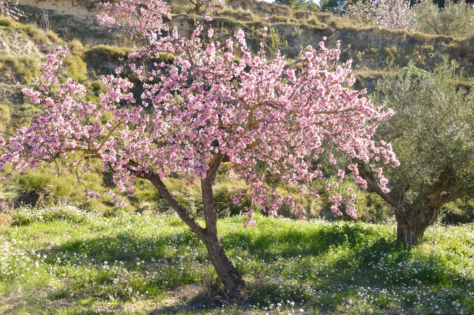 Nikon D3200 sample photo. Blossom, almond, flowers photography